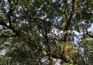 BÁN NHÀ QUAN NHÂN